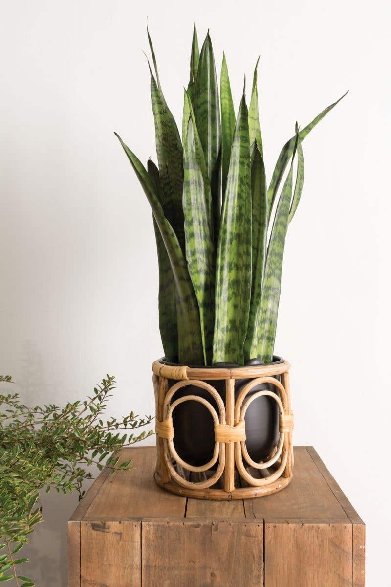 Boca Pot