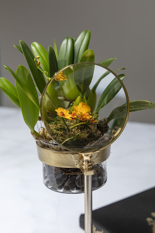 Spyglass planter (small)